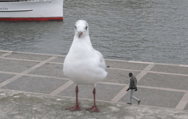 why_pigeon_so_big